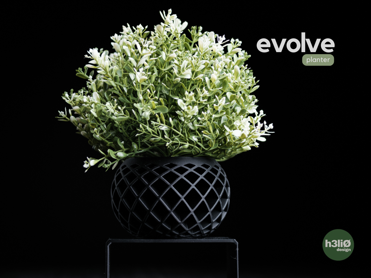Evolve - Pot